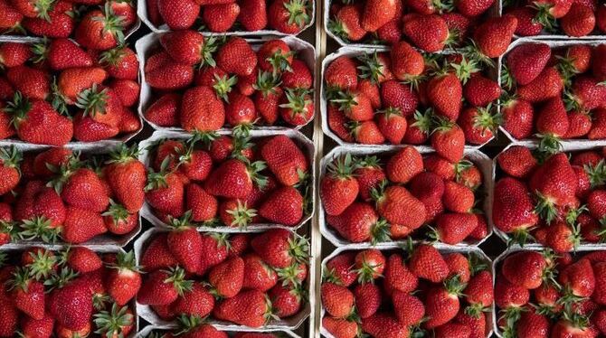 Erdbeerschalen Erdbeerschalen