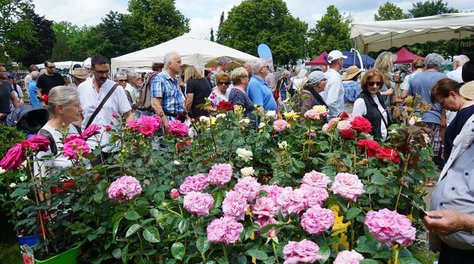 Rosen in allen Farben und Ideen für den Garten lockten am Sonntag tausende Besucher zum Mössinger Rosenmarkt