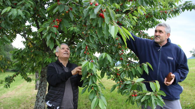 Memduh Ince (links) und Demir Ahmet haben sechs beieinanderliegende Kirschbäume ersteigert, weil 20 türkische Familien nächstes
