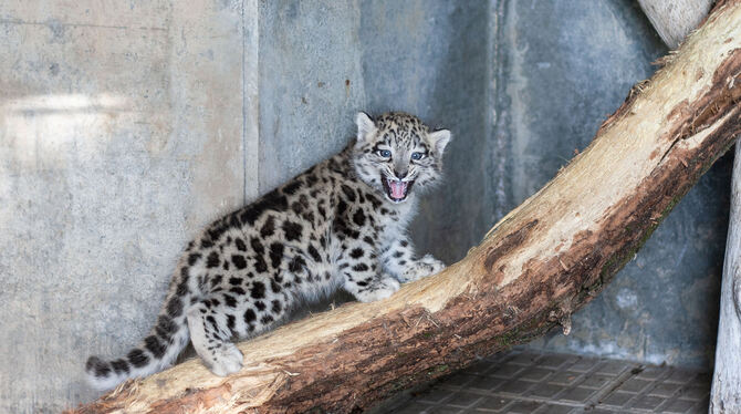 Im Innengehege versucht der kleine Kater bereits zu klettern.