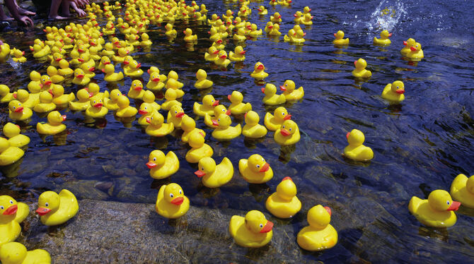 Knallbuntes Entenrennen ist in Metzingen-Neuhausen angesagt. FOTO: FOTOLIA
