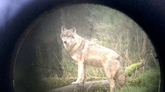 Dieser Wolf – fotografiert durch ein Zielfernrohr – steht im Wildpark Eekholt in Schleswig-Holstein. Schäfer fürchten die Rückke