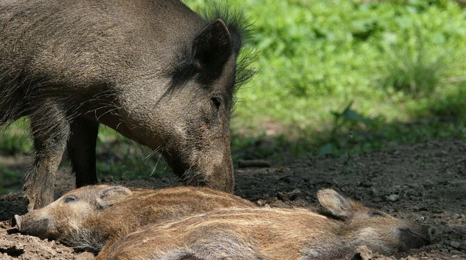 Fruchtbar und anpassungsfähig: Hohe Wildschweinbestände begünstigen die Verbreitung der Afrikanischen Schweinepest. FOTO: DPA
