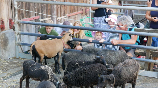 Hitzeresistent trotz dicker Wolle: Die Schafe ließen sich von den Festbesuchern gerne streicheln.  FOTOS: LEISTER