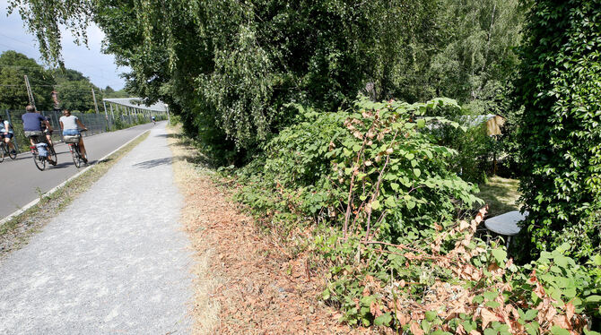 In der Nähe dieses Gebüsches, das am Radschnellweg liegt, soll eine junge Frau von einer Gruppe Jugendlicher überfallen und sexu