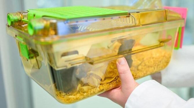 Versuche mit Mäusen