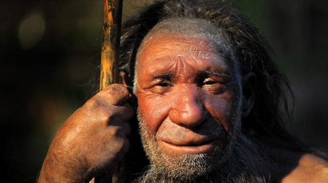 Der Neandertaler (Bild) wurde vom Homo sapiens verdrängt. FOTO: DPA
