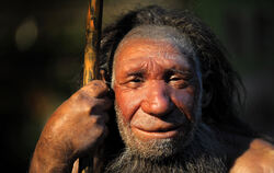 Der Neandertaler (Bild) wurde vom Homo sapiens verdrängt. FOTO: DPA