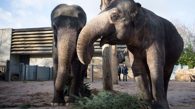 Elefantendamen Zella (links) und Pama in der Wilhelma. Sie werden bis zu ihrem Tod noch direkten Kontakt zu Pflegern haben.  FO