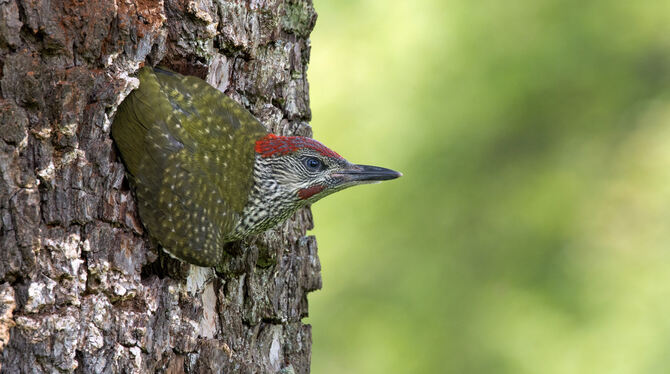Ein Grünspecht wird flügge. Die Gomadinger Naturfotografin Eva-Maria Pulvermüller hat die Spechtfamilie begleitet. FOTO: PULVERM