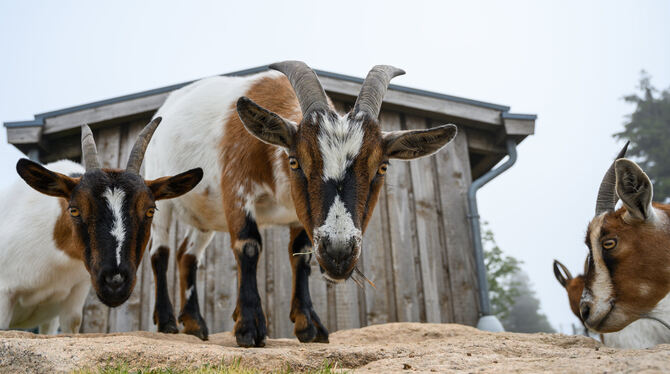 Ziegen als Überträger von FSME spielten vor dem Amtsgericht eine Rolle. foto: dpa