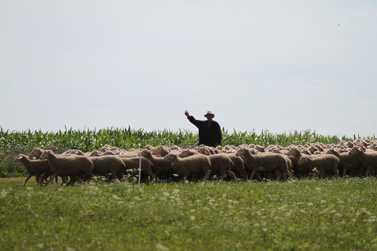 schäferlauf_urach_2019_fink_8