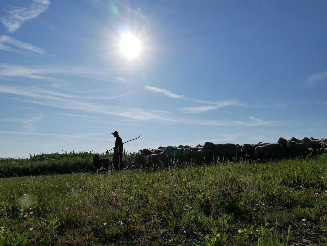 schäferlauf_urach_2019_fink_110