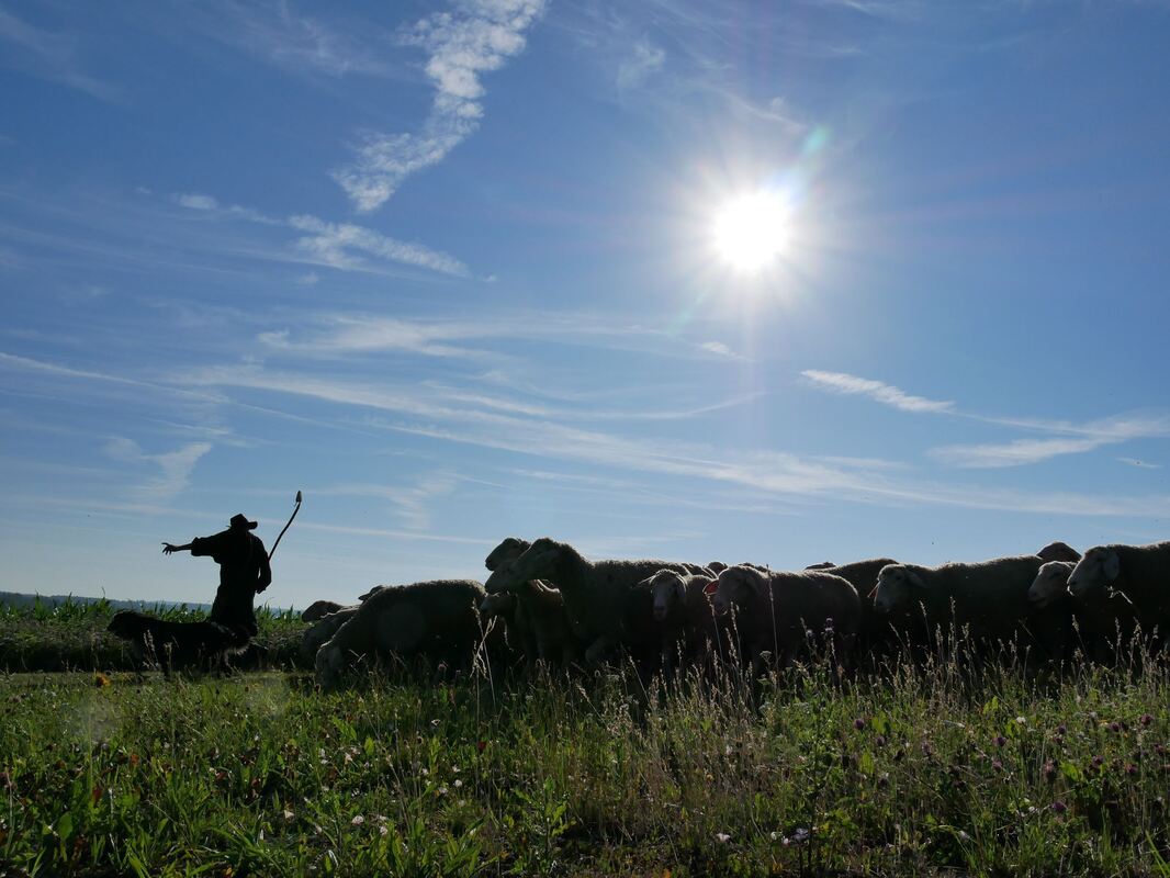 schäferlauf_urach_2019_fink_111