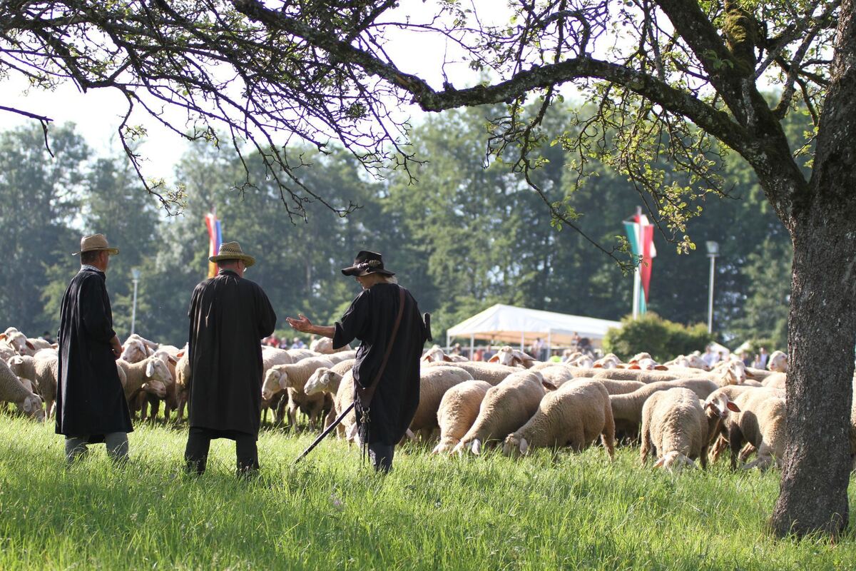 schäferlauf_urach_2019_fink_4