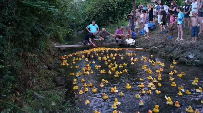 Die gelben Quietscheenten haben es gut: Sie dürfen in Gomadingen ein Bad in der Lauter nehmen.Foto: Wurster