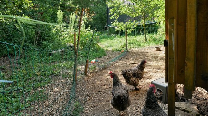 Das Gebiet zwischen den Straßen Im Hegis, Wilhelmstraße und Degerschlachter Straße in der Ortsmitte von Wannweil ist ein Refugiu