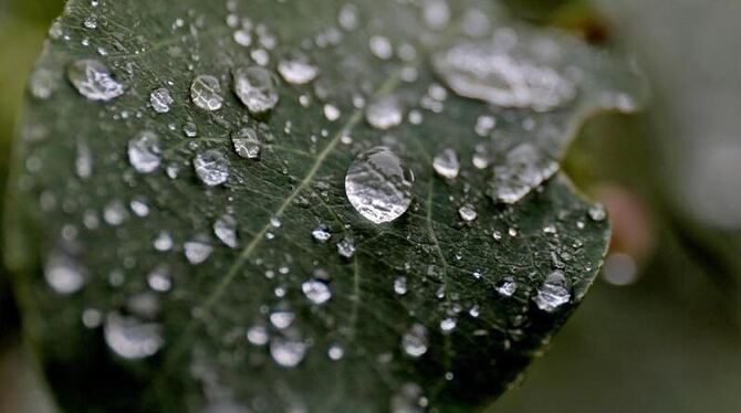 Regentropfen auf einem Strauchblatt