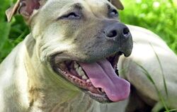 Ein Hund der Rasse American Staffordshire Terrier