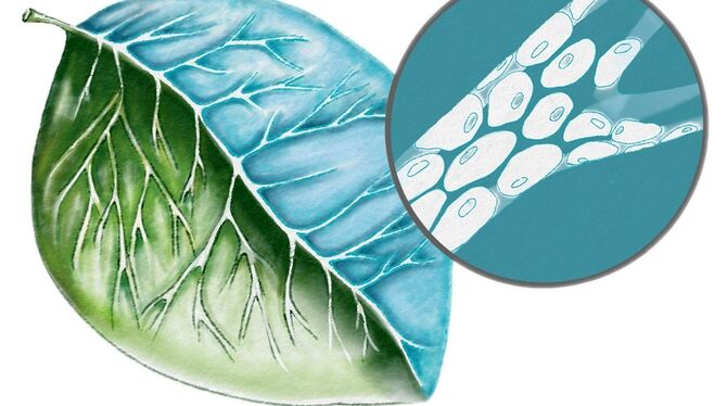 Blattstrukturen ähneln denen  menschlicher Organismen,  das Netz aus Äderchen  gleicht dem Netz von  Kapillaren.