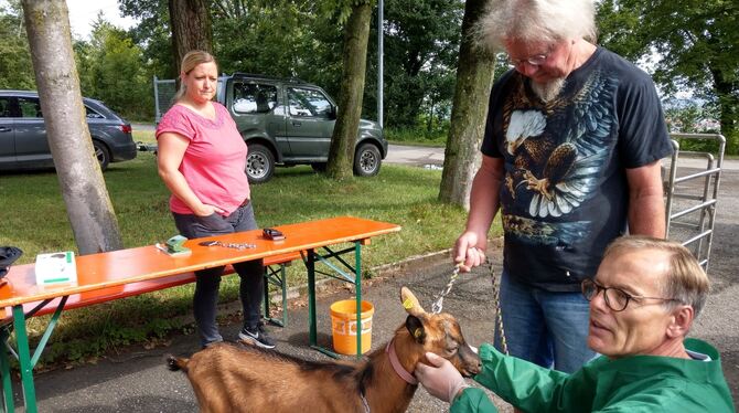 Dr. Peter Scharf vom Veterinäramt  Reutlingen untersucht jedes Tier, hier den Bock »Simon« von Züchter Roland Brawek. Julika Sch