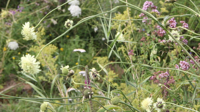 Viele heimische Wildpflanzen wachsen im Insekten-Garten, dazu Gäste wie der Große Schuppenkopf, den Hummeln lieben.fotos: dewald