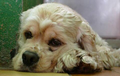 Timmy wurde in der Tierklinik Hüttig in Reutlingen wegen eines Bandscheibenvorfalls abgegeben. Seine Besitzer hatten weder Geld