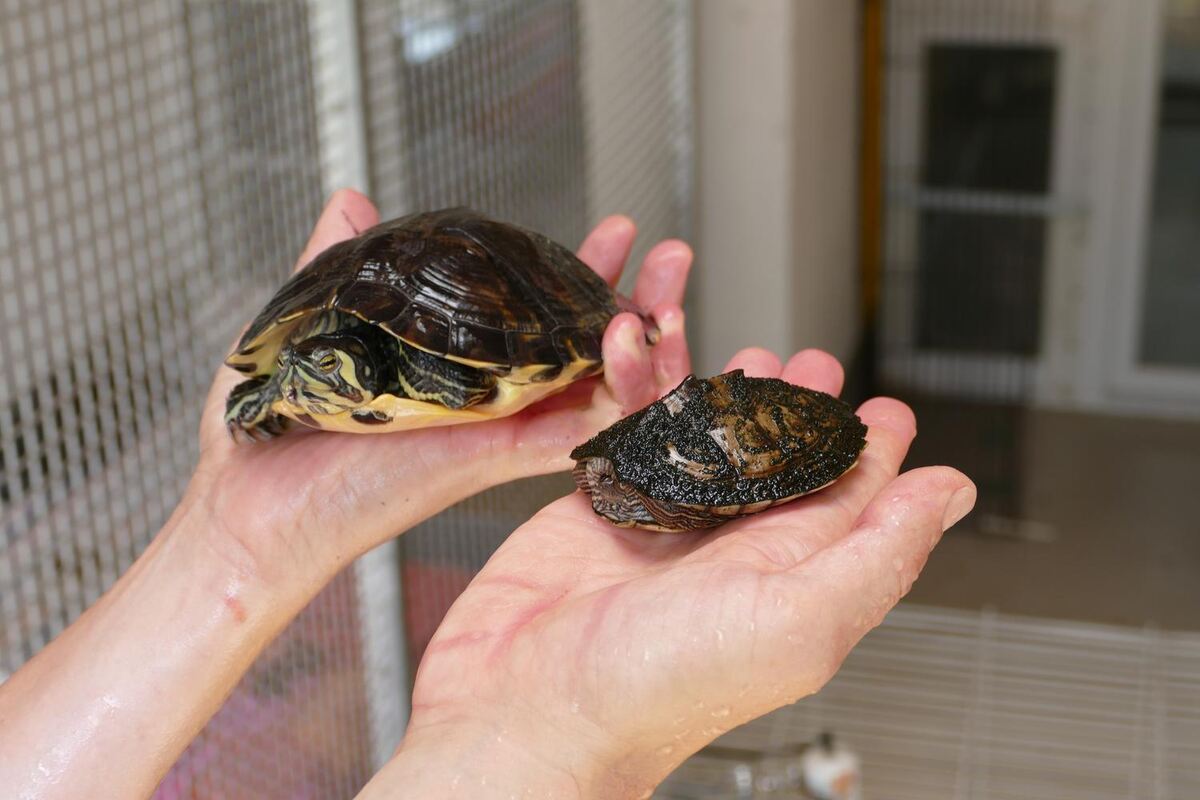 Zwei Wasserschildkröten wurden am 23. Juli und 1. August gefunden. Washington im Arbachtal und Boise im Garten der Finderin, bei