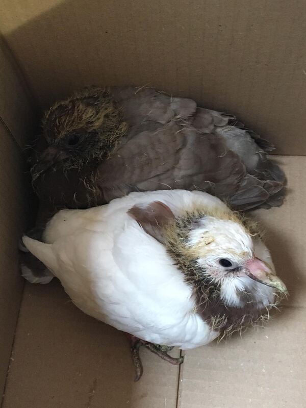 Zwei Zuchttaubenbabys wurden in einem Feld in Betzingen gefunden. Sind momentan in einer Pflegestelle zum Aufpäppeln untergebrac
