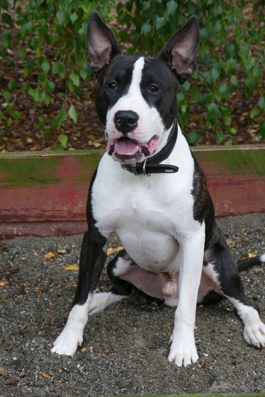 Nachmittags kam ein Anruf: Was man tun könne, wenn man einen Hund im Wald gefunden hätte. Daraufhin wurde dem Anrufer gesagt das