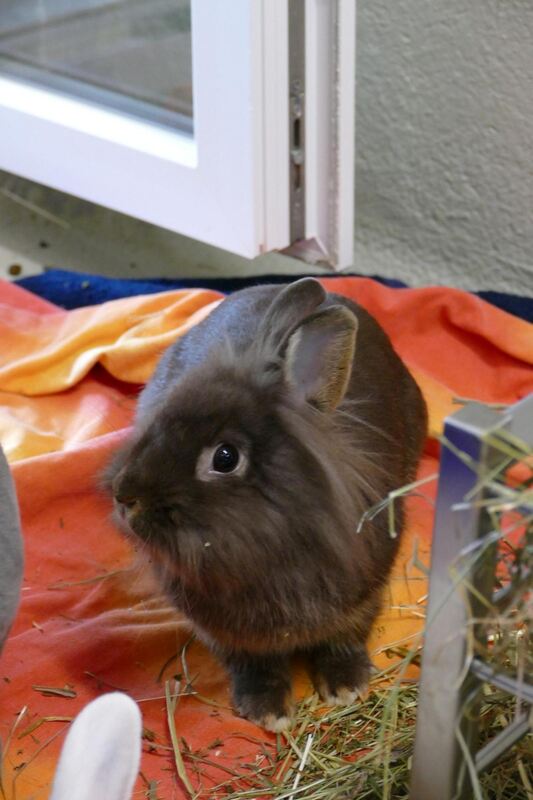 Das Löwenköpfchen lebte bislang allein in Käfighaltung. Seine Besitzer  wollten das Tier nun nicht mehr, da sie in Urlaub fahren