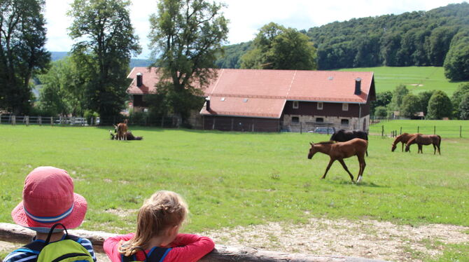 Ein Höhepunkt für die Besucher ist es, die Fohlen auf der Weide zu beobachten. Foto: Dewald