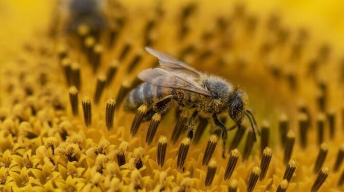 Biene mit Blütenstaub