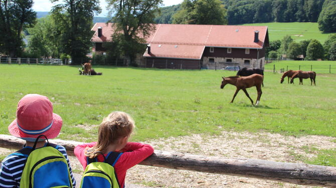 Ein Höhepunkt für die Besucher ist es, die Fohlen auf der Weide zu beobachten. Fotos: Dewald/Fischer
