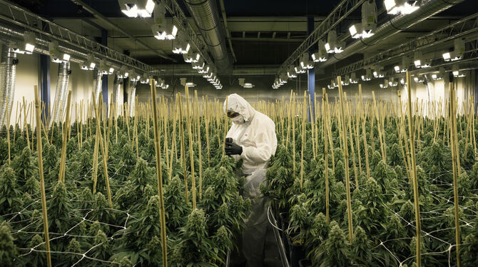 Der Anbau von Cannabis-Pflanzen für den medizinischen Gebrauch – im Archivbild eine Plantage in der Schweiz – unterliegt strenge