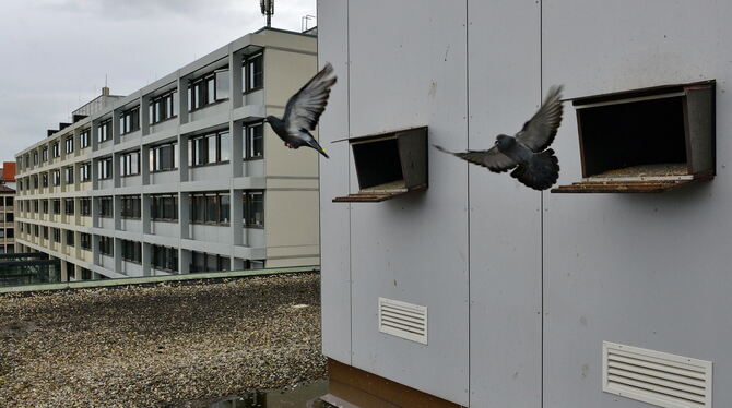 Schön ruhig und zentral: Der Taubenschlag auf dem Rathaus gleicht einem kleinen Penthouse.foto: niethammer