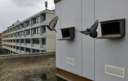 Schön ruhig und zentral: Der Taubenschlag auf dem Rathaus gleicht einem kleinen Penthouse.foto: niethammer