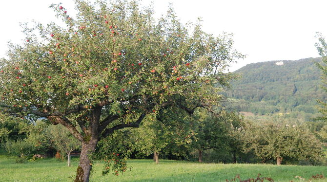 Reich bestückter Apfelbaum am Albtrauf bei Glems, in diesem Jahr eher die Ausnahme.   FOTO: PFISTERER
