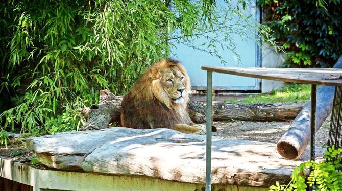 Der Asiatische Löwe döst an diesem Tag in der Sonne. Sieht zwar possierlich aus, aber: Auch Erdmännchen sind Raubtiere. Fotos: L