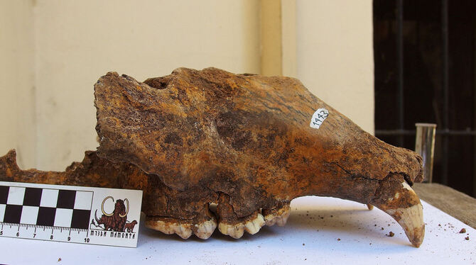 Ein Höhlenbärenschädel aus dem Naturhistorischen Museum in Belgrad. Der Mensch ist deutlich stärker für das Aussterben des Höhl