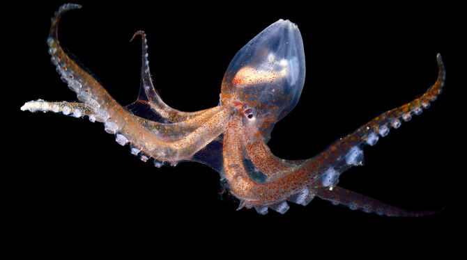 Auch dieses Foto eines Glas-Kraken ist derzeit im Naturkundemuseum zu sehen. foto: zankl