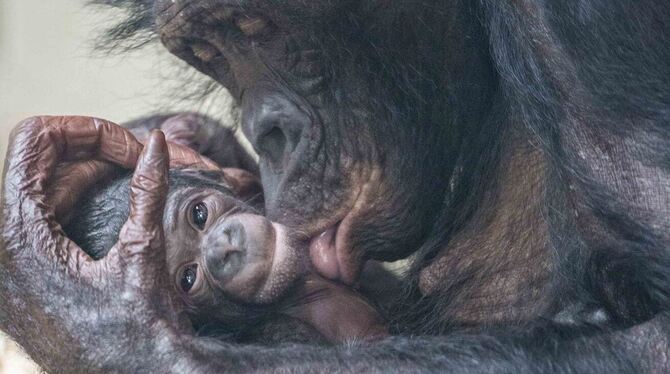 Bonobo Haiba pflegt ihr kurz zuvor geborenes Jungtier. Foto: Katharina Glasbrenner