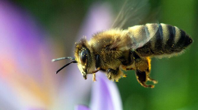 Die Landwirtschaft ist, wie die meisten anderen Pflanzenerzeuger auch, auf die Bienen angewiesen. Foto: dpa