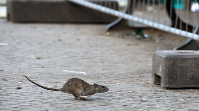 Ratten sind eher selten am Tag zu sehen. Bauarbeiten treiben sie aber manchmal aus ihren sicheren Verstecken. Foto: dpa