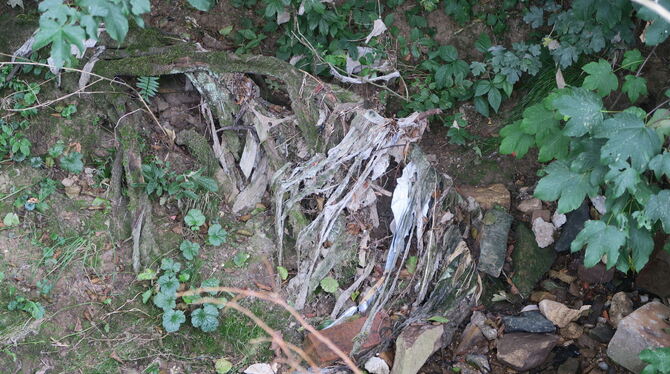 Der Mühlbach entlang der Friedhofstraße in Walddorf ist noch verschmutzt. Als das Regenüberlaufbecken gespült wurde, blieb Klopa