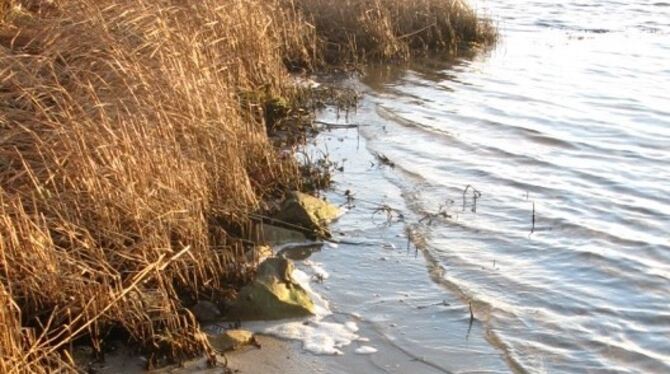 Klassisches marines Sediment an der dänischen Ostseeküste: Hier entsteht Lachgas, das deutlich schädlicher ist für das Klima als