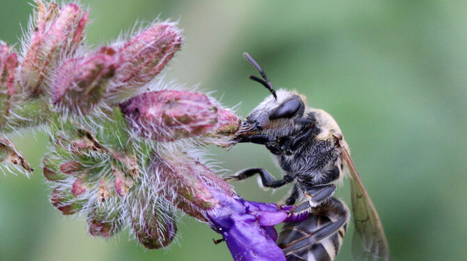 Wildbienen brauchen bestimmte Pflanzen als Nahrung. Foto: dpa