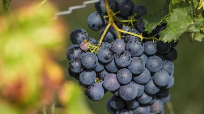 Weinbauverband Württemberg