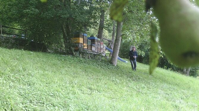 Der Mann, der vermutlich ein Bienenvolk von Olaf Schell gestohlen hat, hat die im Baum versteckte Wildkamera nicht gesehen. Das