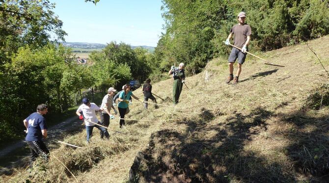 Arbeit für den Naturschutz leisteten die Teilnehmer des internationalen Workcamps im Naturschutzgebiet Hirschauer Berg. Foto: Re